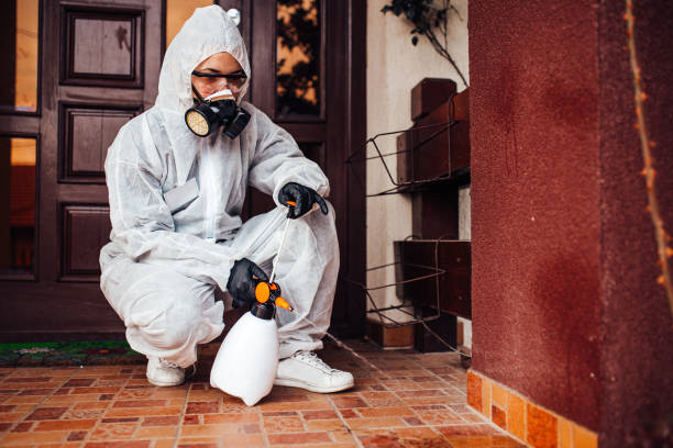 Attic and Crawl Space Rodent Treatment in Ontario